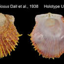 Image of Spondylus gloriosus Dall, Bartsch & Rehder 1938