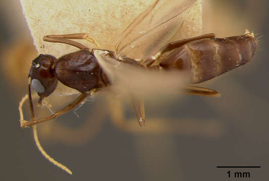 Image of Camponotus maudella seemanni Mann 1921