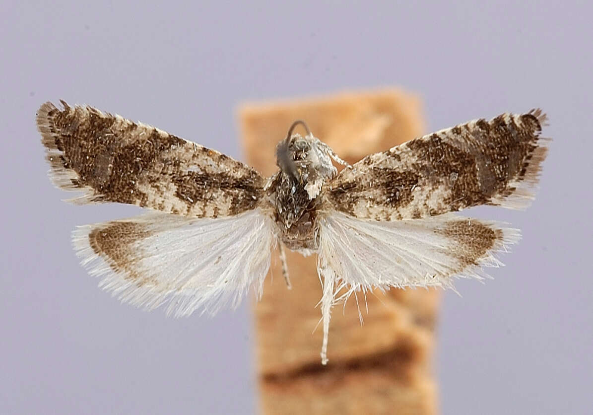 Image of Laspeyresia ingrata Heinrich