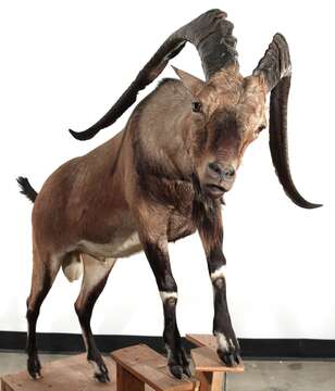 Image of domestic goat