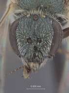 Image of Halictus