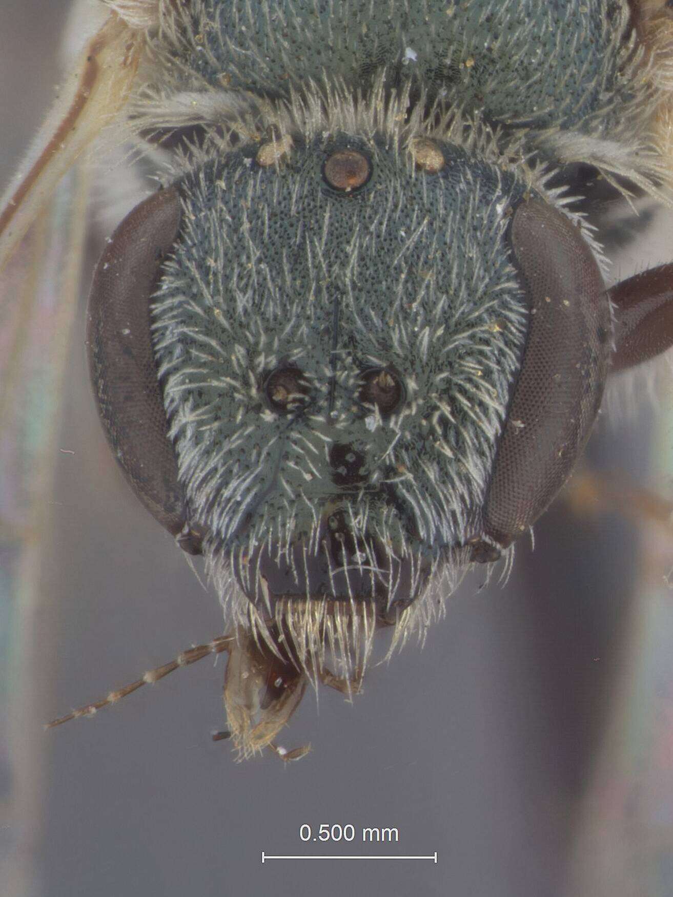 Image of Halictus