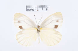 Image of Pieris Hübner 1819