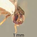 Image of Microdontomerus westcotti Grissell 2005