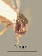 Image of Microdontomerus westcotti Grissell 2005