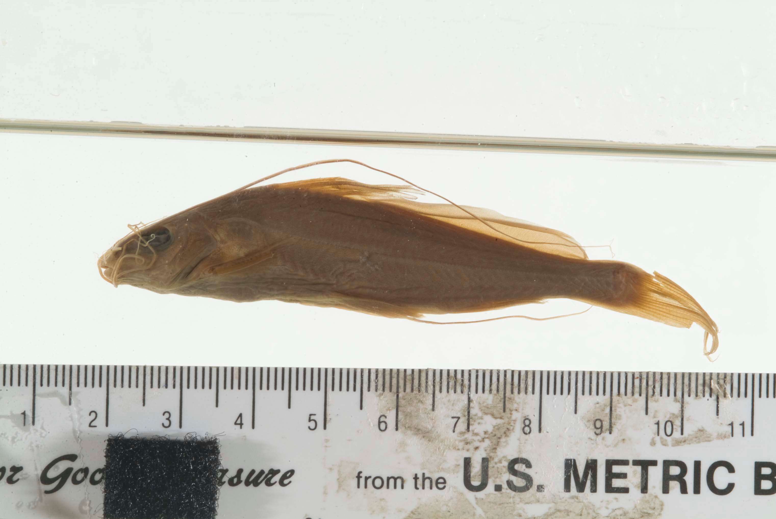 صورة Mystus nigriceps (Valenciennes 1840)