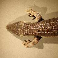 Image of Terrestrial Arboreal Alligator Lizard