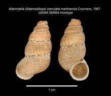 Image of Adamsiella