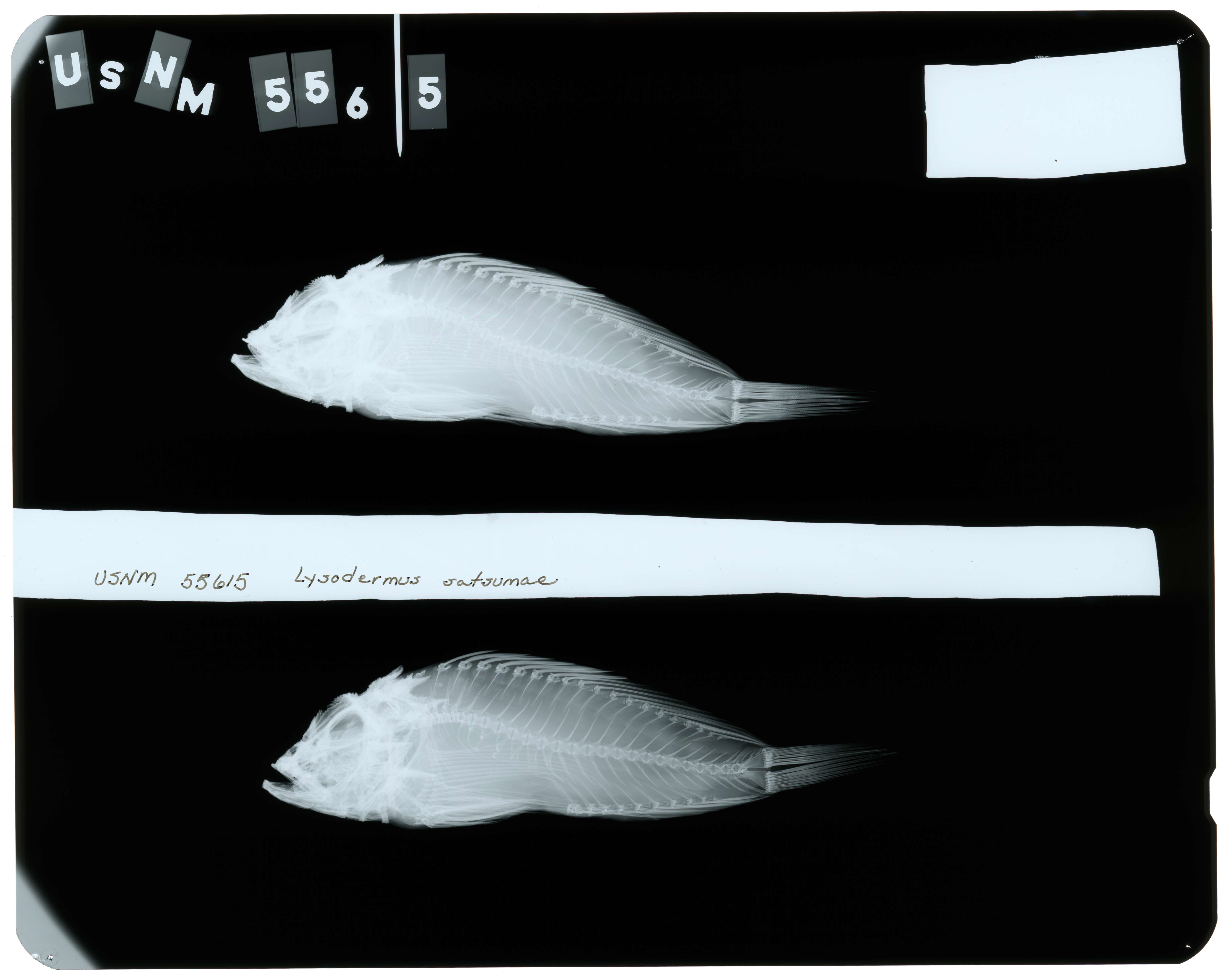 Image de Lysodermus satsumae