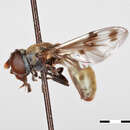 Image of Nausigaster chrysidiformis Shannon 1922