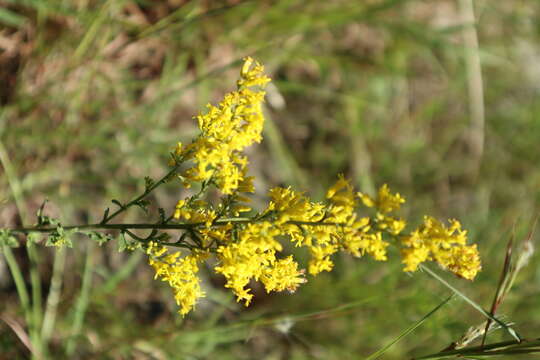 Image of gray goldenrod