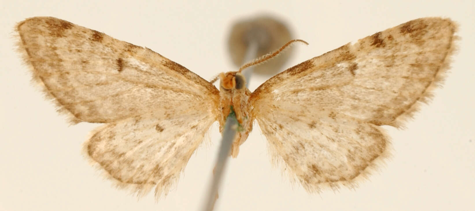 Image of Eupithecia vitans Schaus 1913