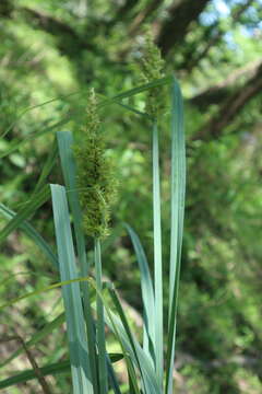 Image of Raven-Foot Sedge