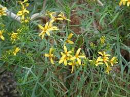 صورة Bidens menziesii subsp. menziesii