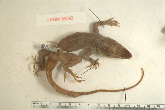 Image of Morne Constant Anole