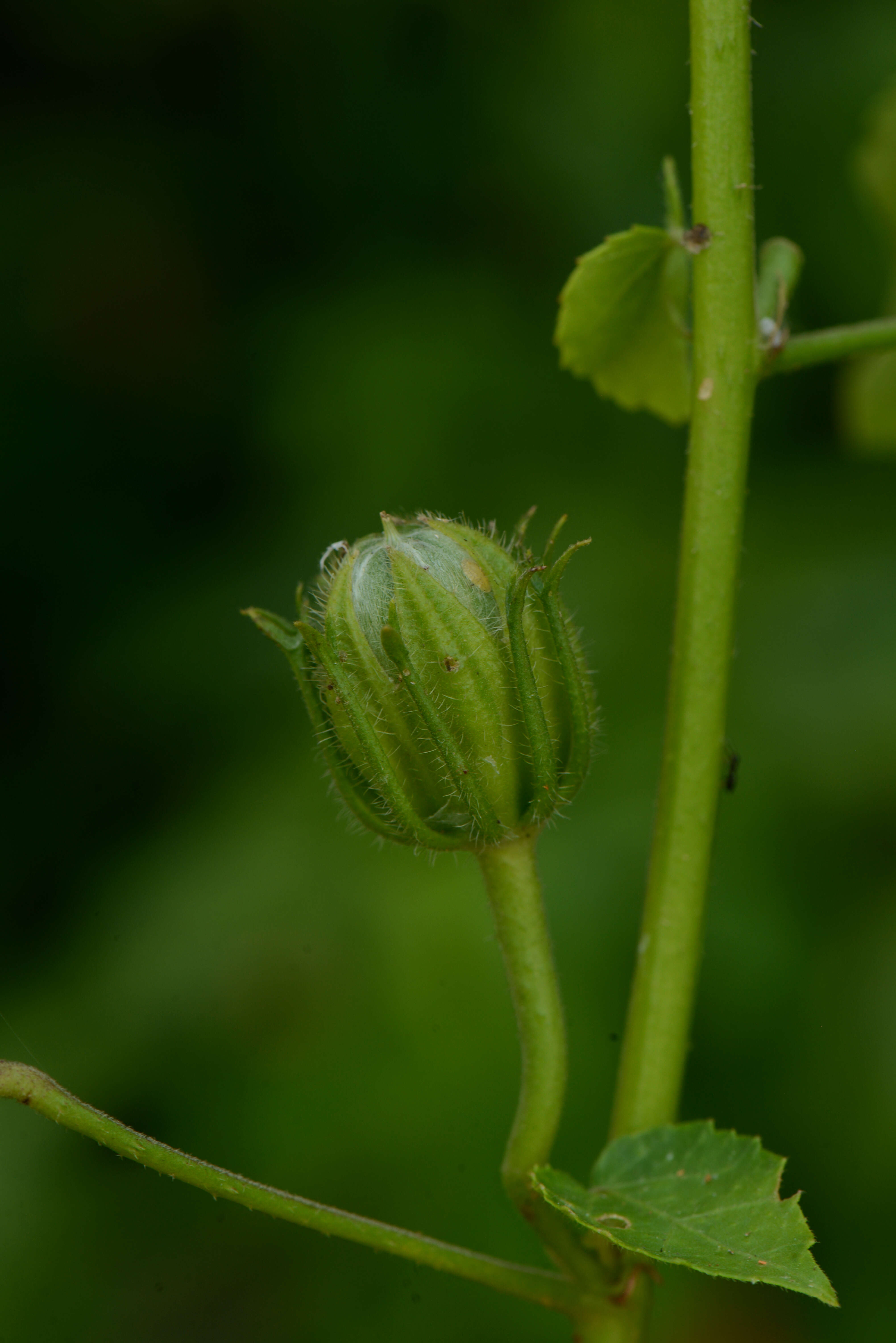 Image of Fork-Leaf Rose-Mallow