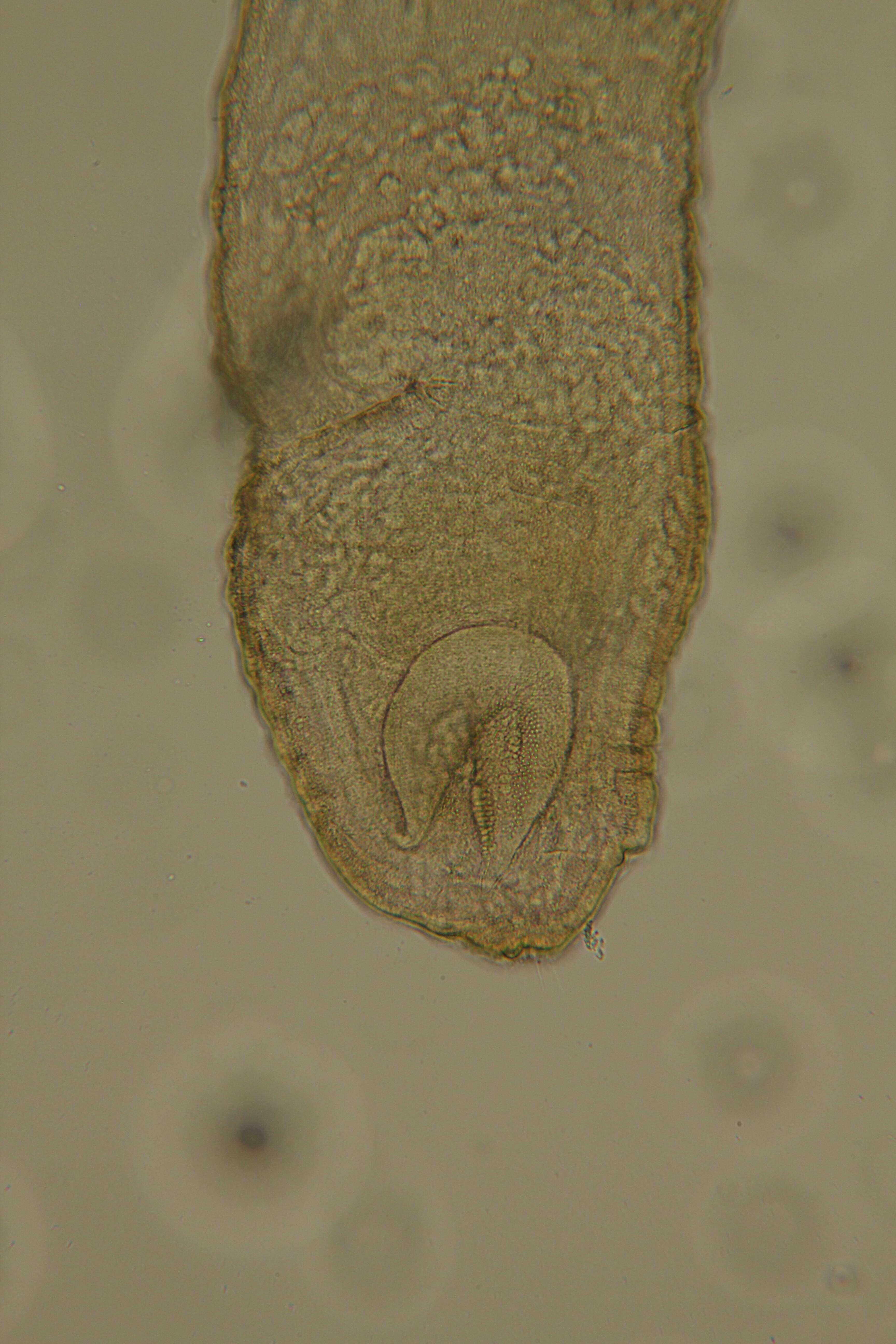 Image of Rhabdocoela