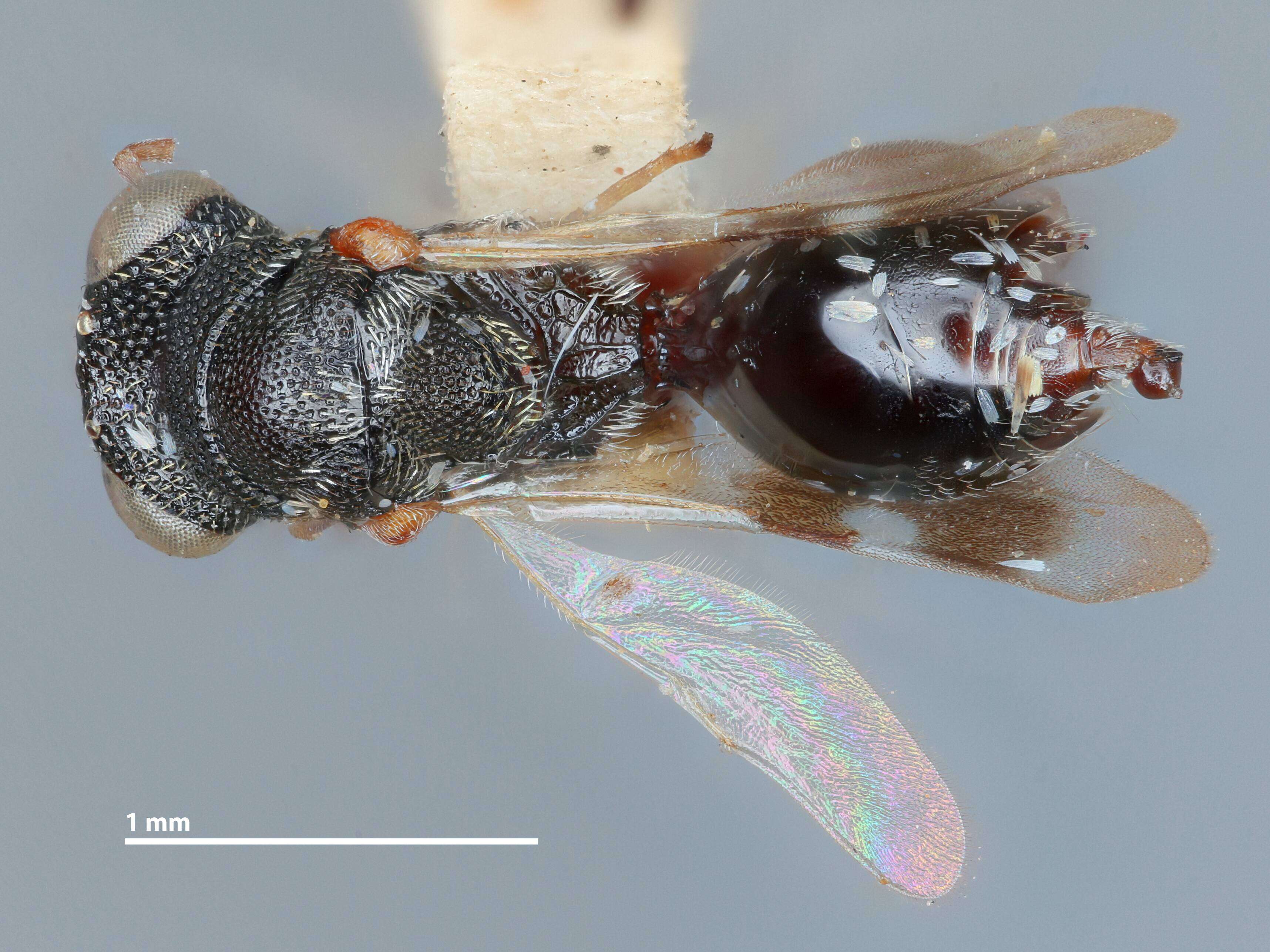 Plancia ëd Hockeria scutellata Narendran 1989