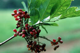 Image of Cupania juglandifolia A. Rich.