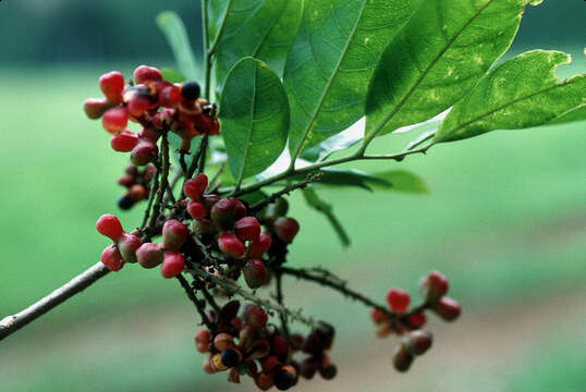 Imagem de Cupania juglandifolia A. Rich.