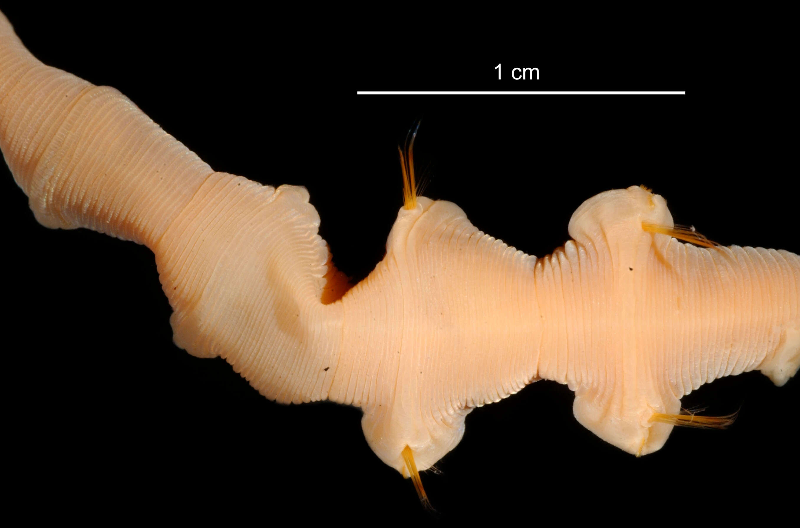 Image of Abyssoclymene annularis Hartman 1967
