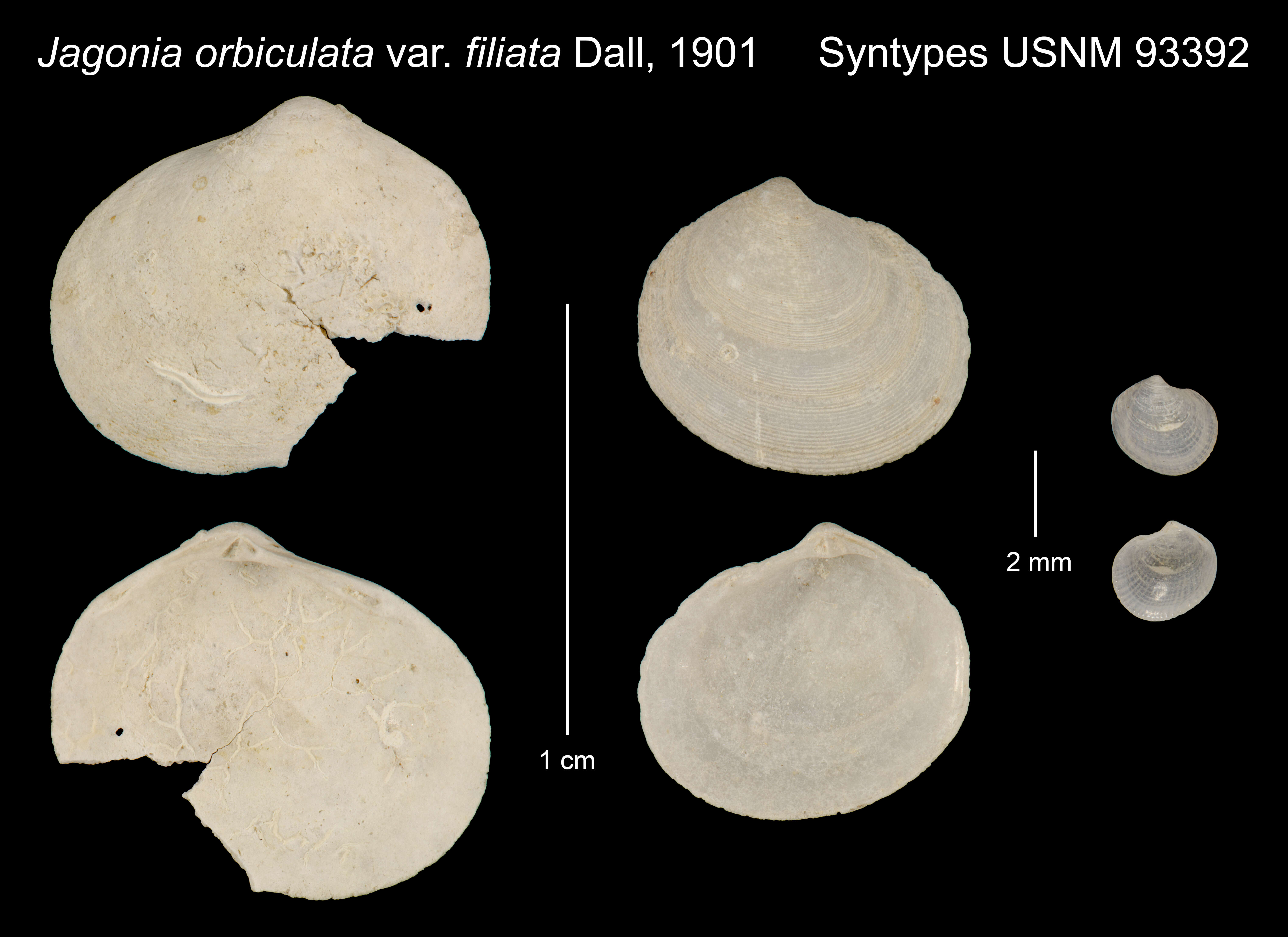 Sivun Epicodakia filiata (Dall 1901) kuva