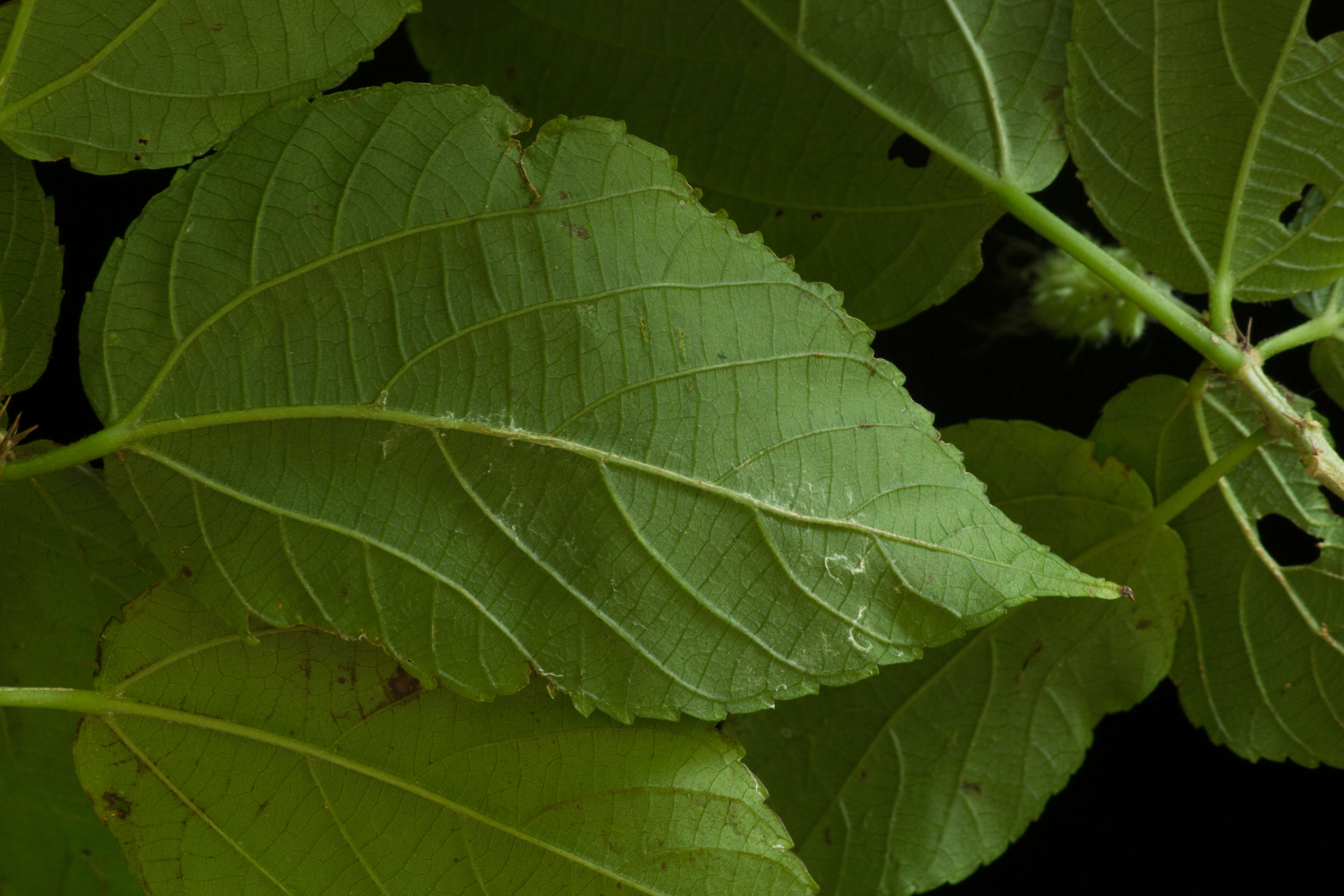 Image of Acalypha schiedeana Schltdl.