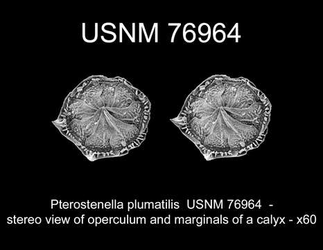 Pterostenella plumatilis (Milne Edwards 1857)的圖片