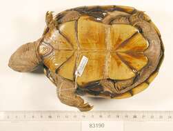 Image of Yellow Mud Turtle