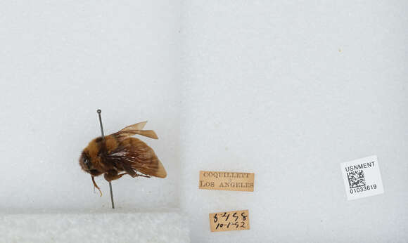 Image of Sonoran Bumble Bee