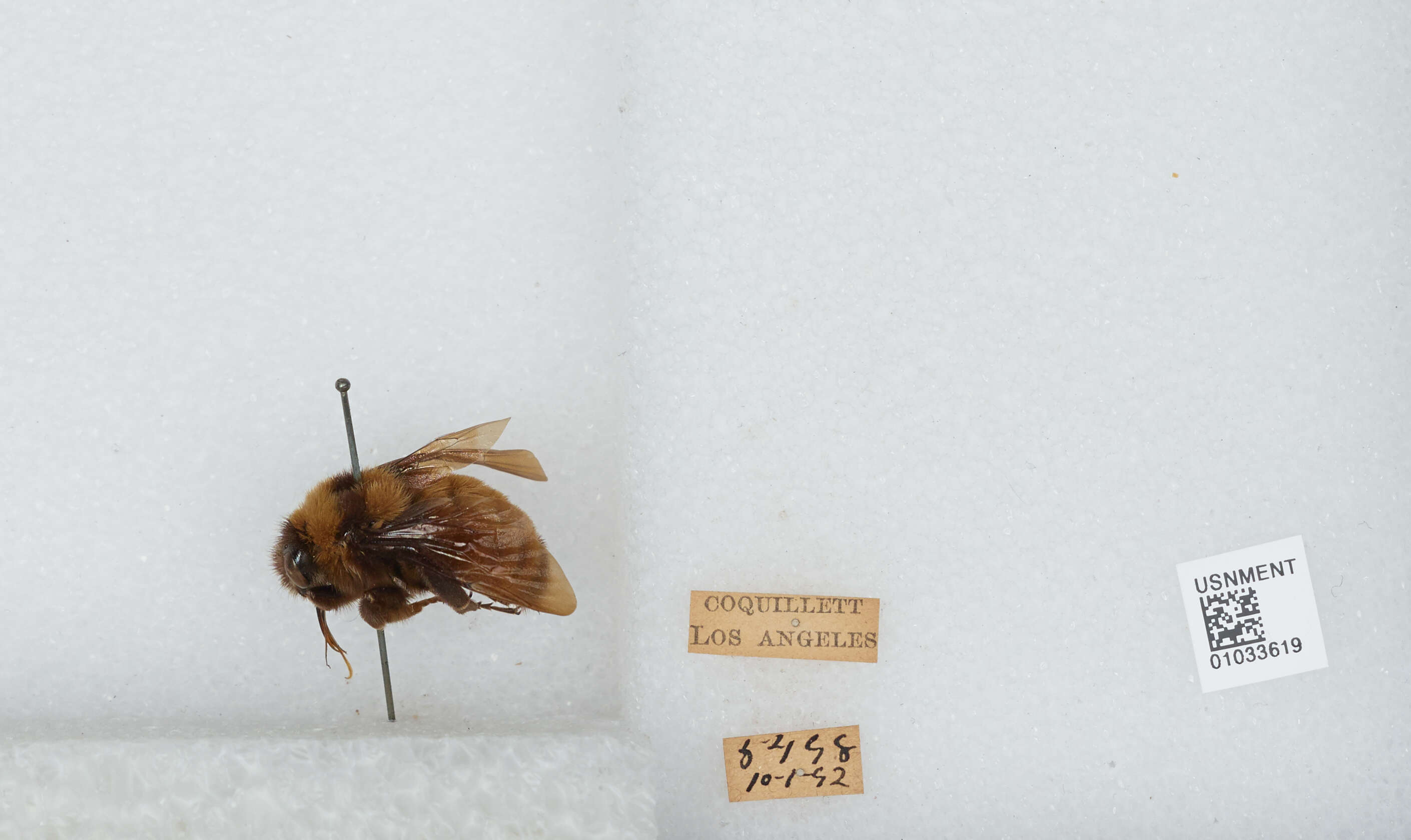 Image of Sonoran Bumble Bee