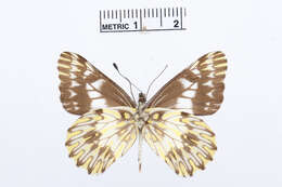 Image of Catasticta tomyris (Felder & Felder 1865)