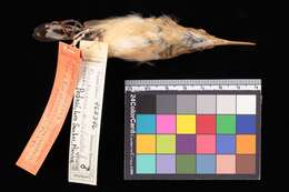 Image de Ramphocaenus melanurus panamensis Phillips & AR 1991