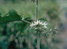 Imagem de Solanum torvum Swartz