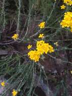 Image of golden-yarrow