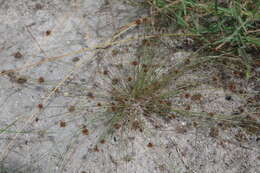 Image of watergrass