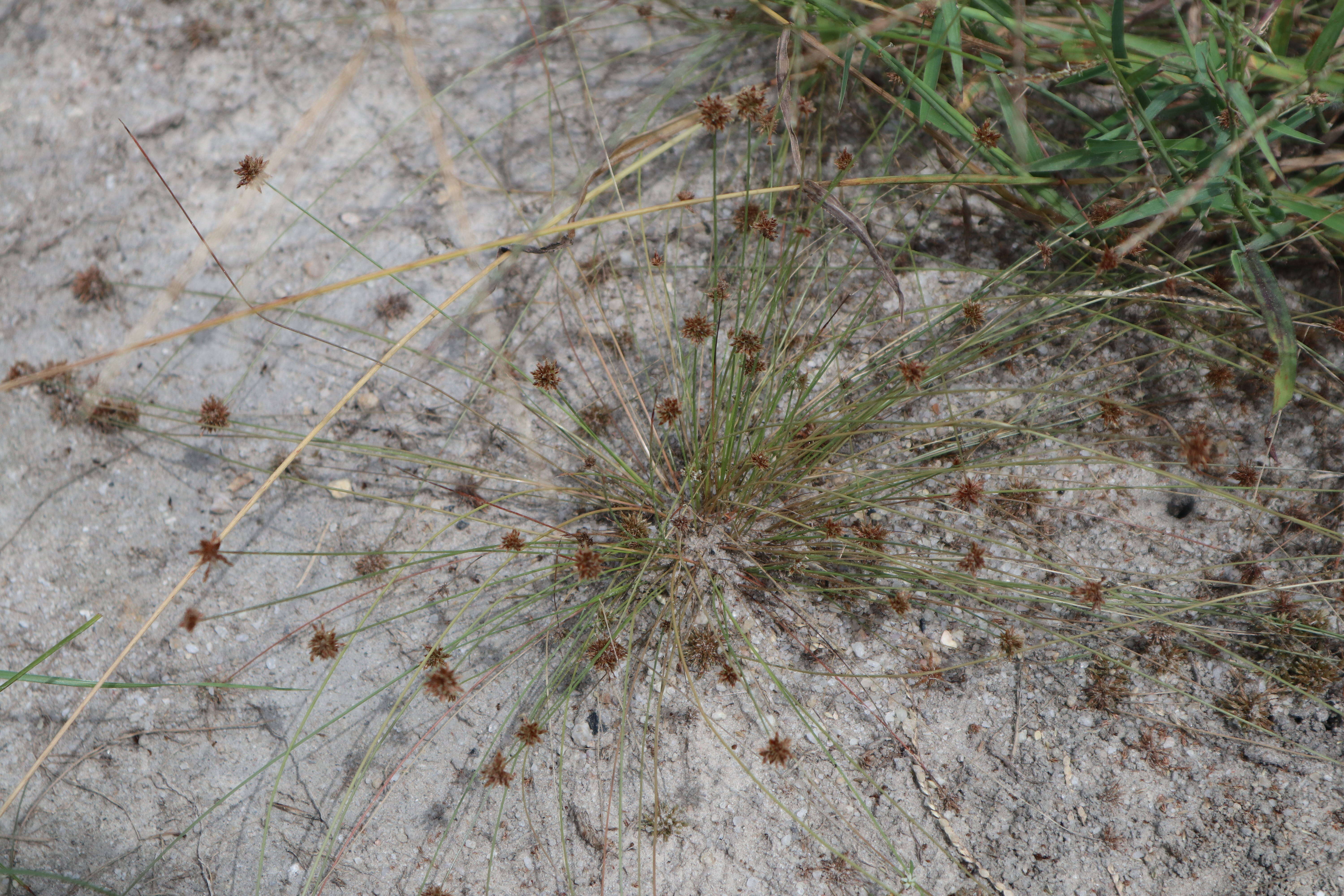 Image of watergrass