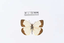 Image of Eurema adamsi (Lathy 1898)