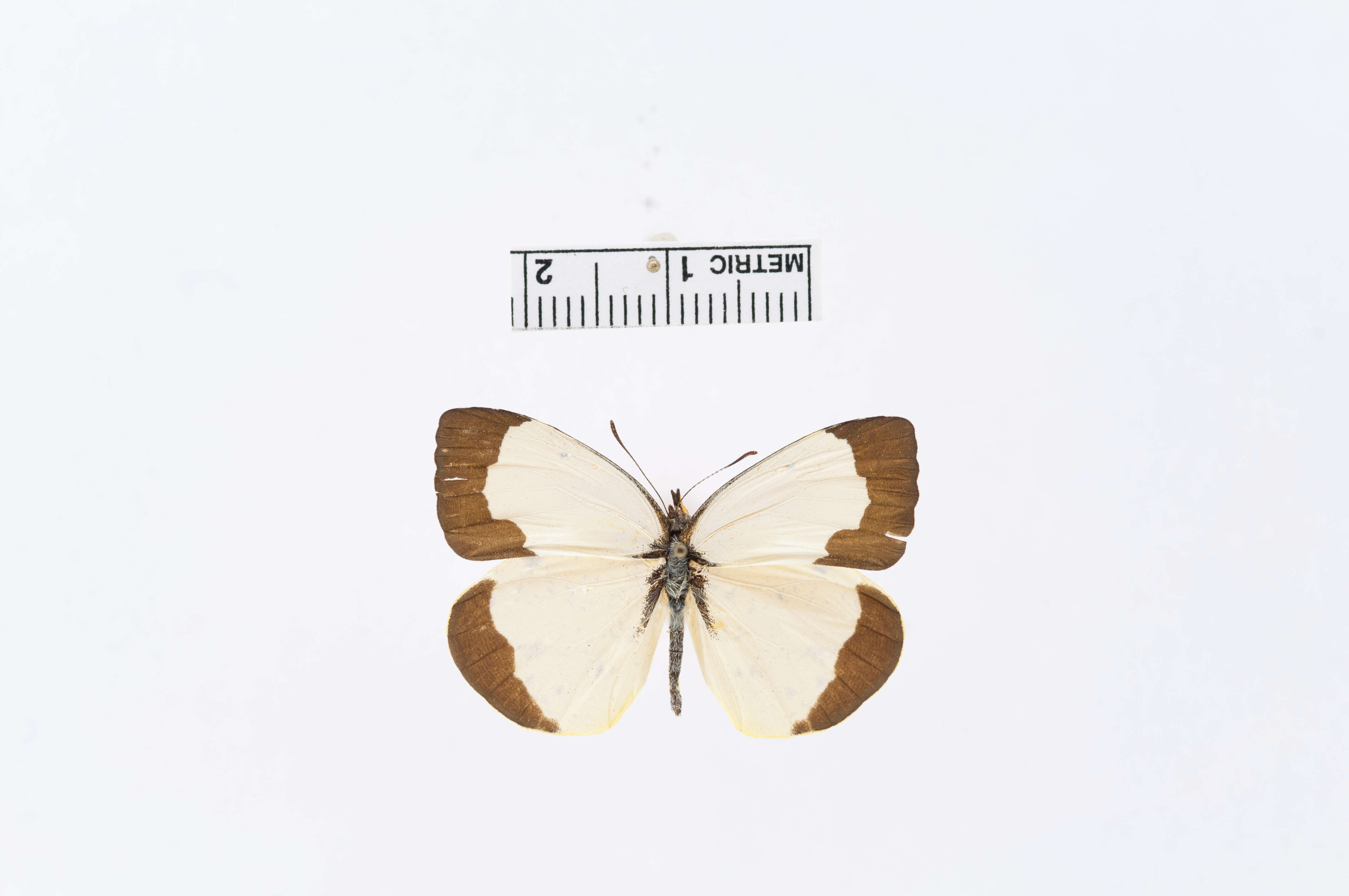 Image of Eurema adamsi (Lathy 1898)