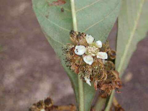 Image of Loquats