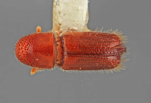 Image of Pityophthorus rubidus Wood 1978