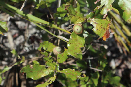 Imagem de Quercus chapmanii Sarg.