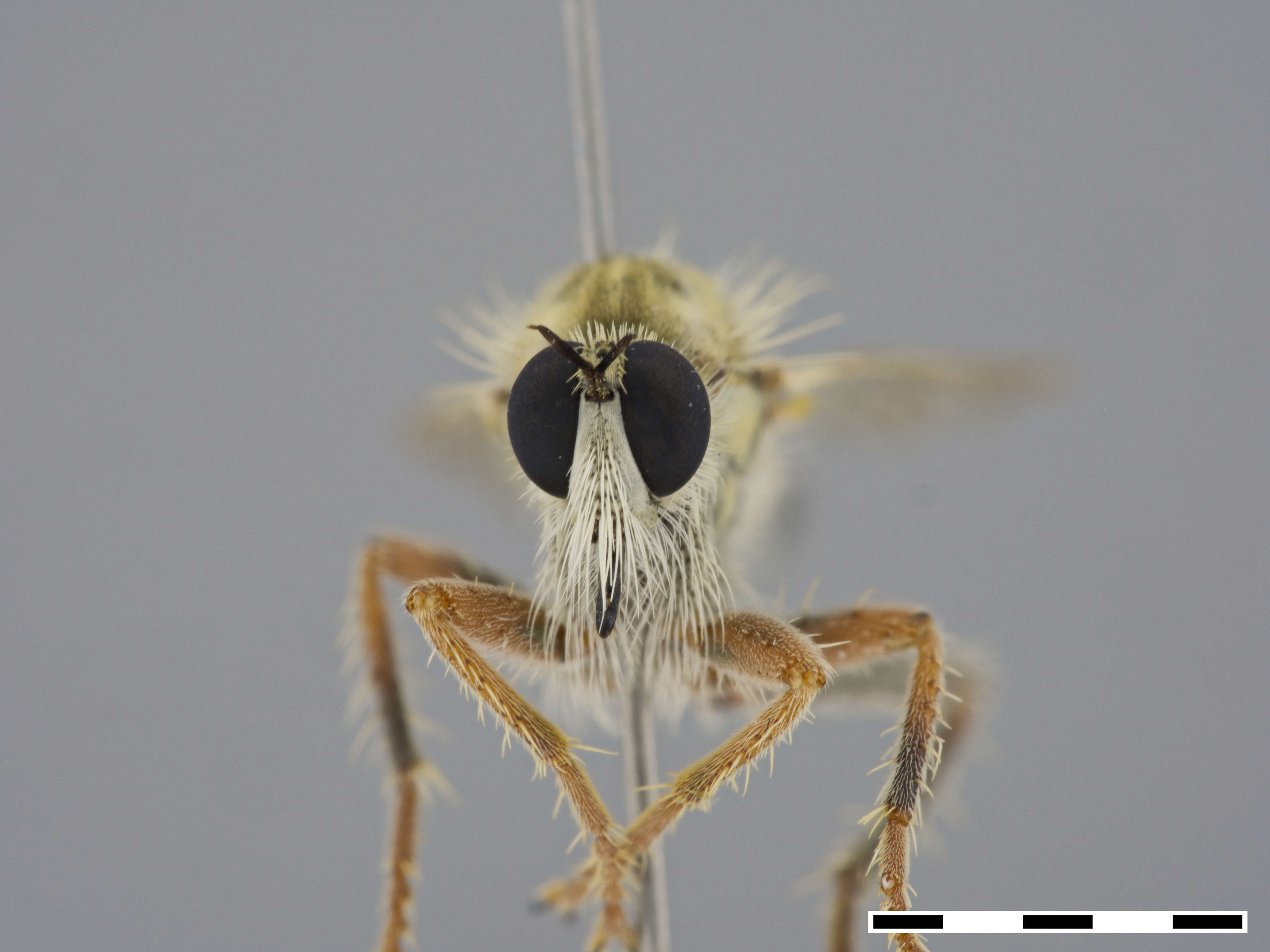 Image of Scleropogon duncani (Bromley 1937)