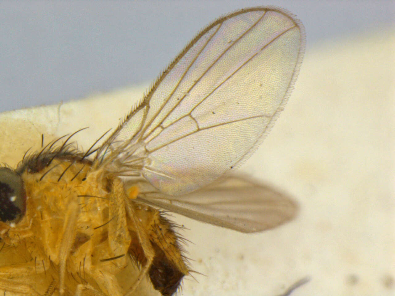 Image de Liriomyza blechi Spencer 1973