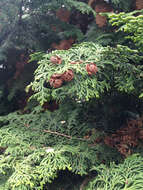 Image of Hinoki Cypress