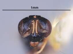 Plancia ëd Cryptoprymna dixiana Heydon 1988