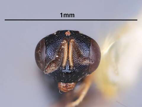 Cryptoprymna dixiana Heydon 1988 resmi