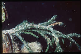 Image of Codium fragile