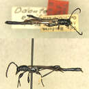 Image of Odontocera exilis Fisher 1947