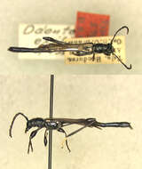 Image of Odontocera exilis Fisher 1947